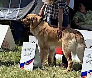 Du Clos De Goldi - Championnat de France: TCHEKHOV Meilleur Jeune, CACIB J, Latin Winner 