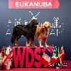  - Amsterdam World Dog Show 2018, bons résultats !