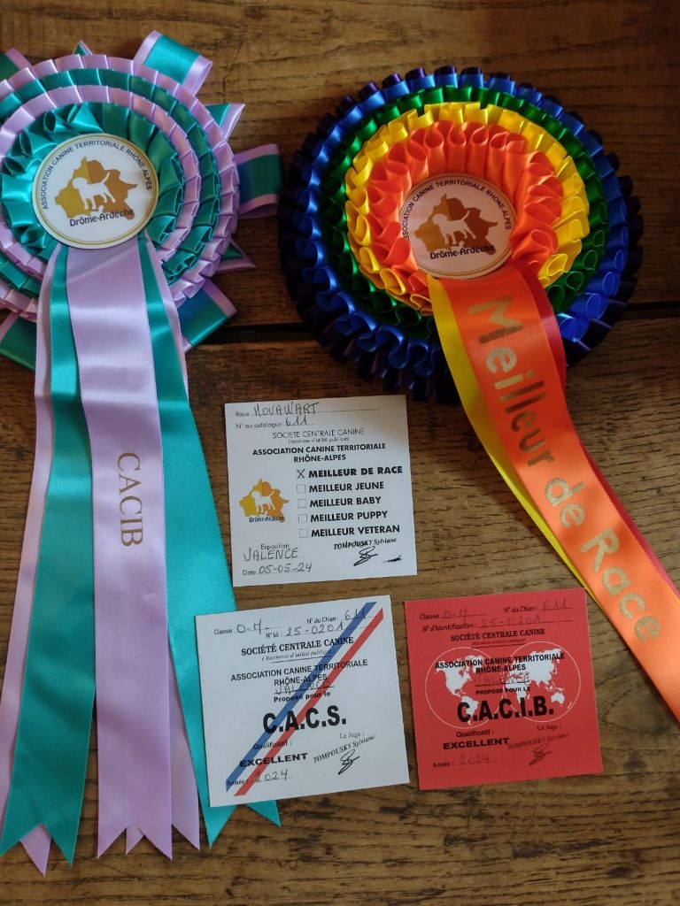 Du Clos De Goldi - Tchekhov winner again! CACS, CACIB, BOB à Valence