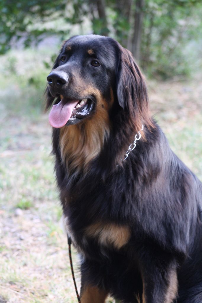 Du Clos De Goldi - LOKI COVA à Gerone (Espagne): CACS, RCACIB!