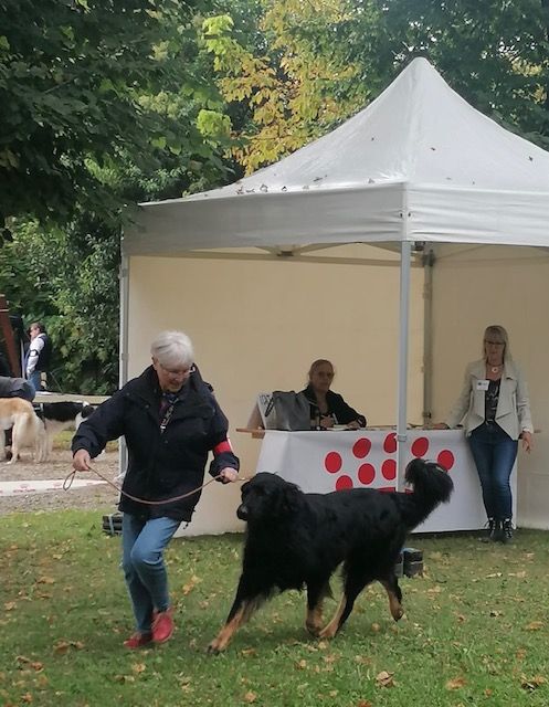 Du Clos De Goldi - Lucky de retour sur les rings: CACs-Vétéran et BOB à Pierrelatte!