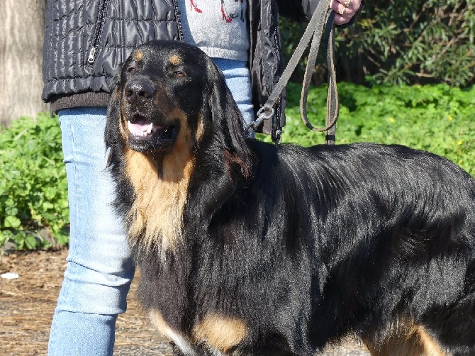 Du Clos De Goldi - Le magnifique LOKI COVA du Clos de Goldi