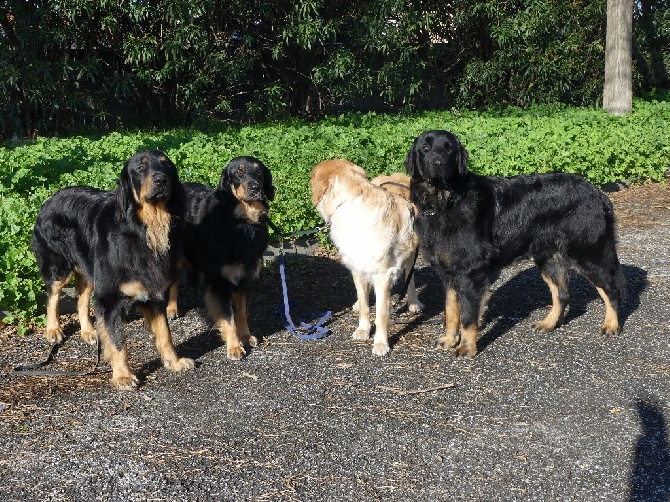 Du Clos De Goldi - Exposition Canine Internationale de Perpignan: carton plein!