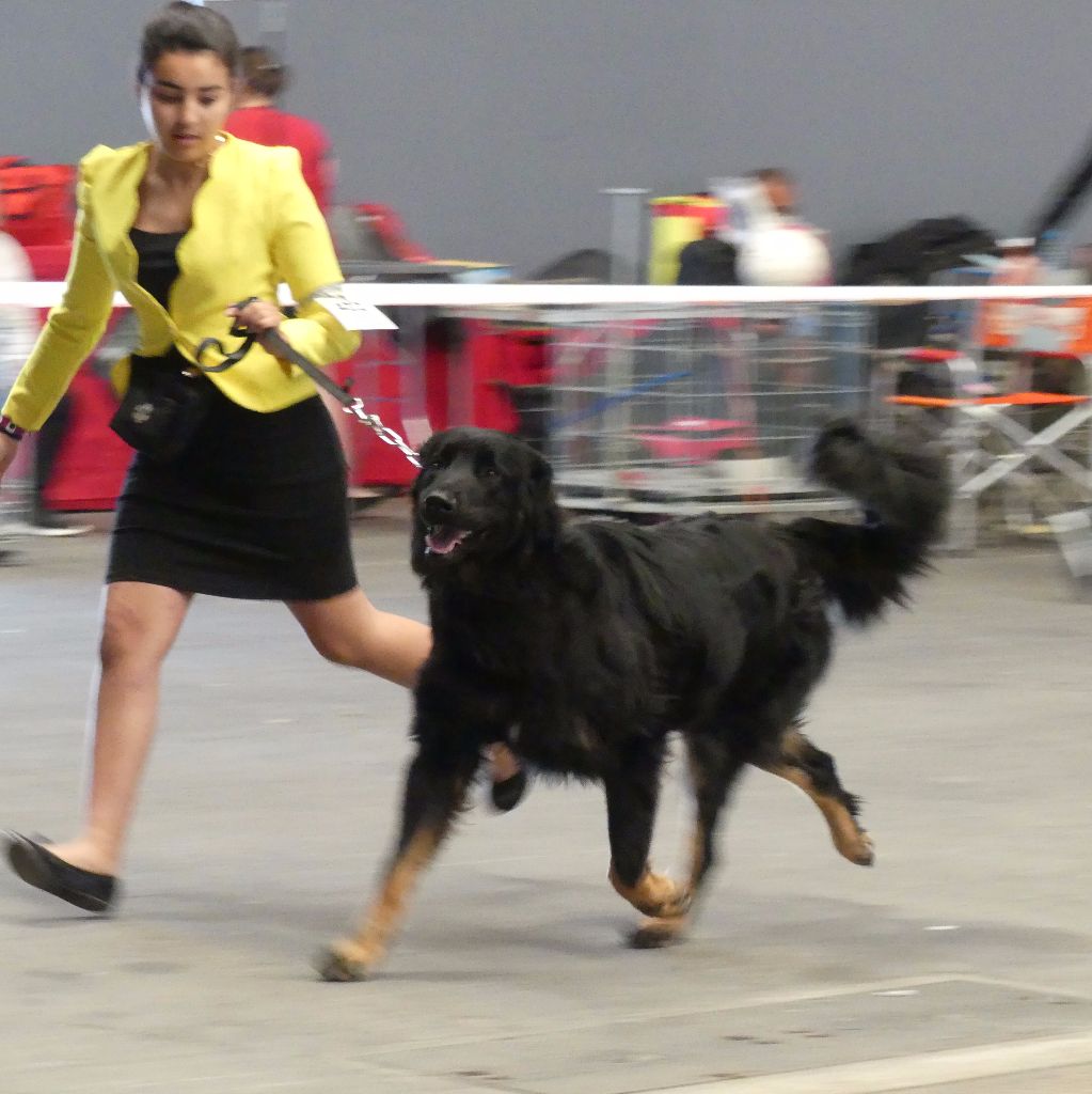 Du Clos De Goldi - Spéciale Hovawart à Marseille 8/05/17: LUCKY RCACS, RCACIB!