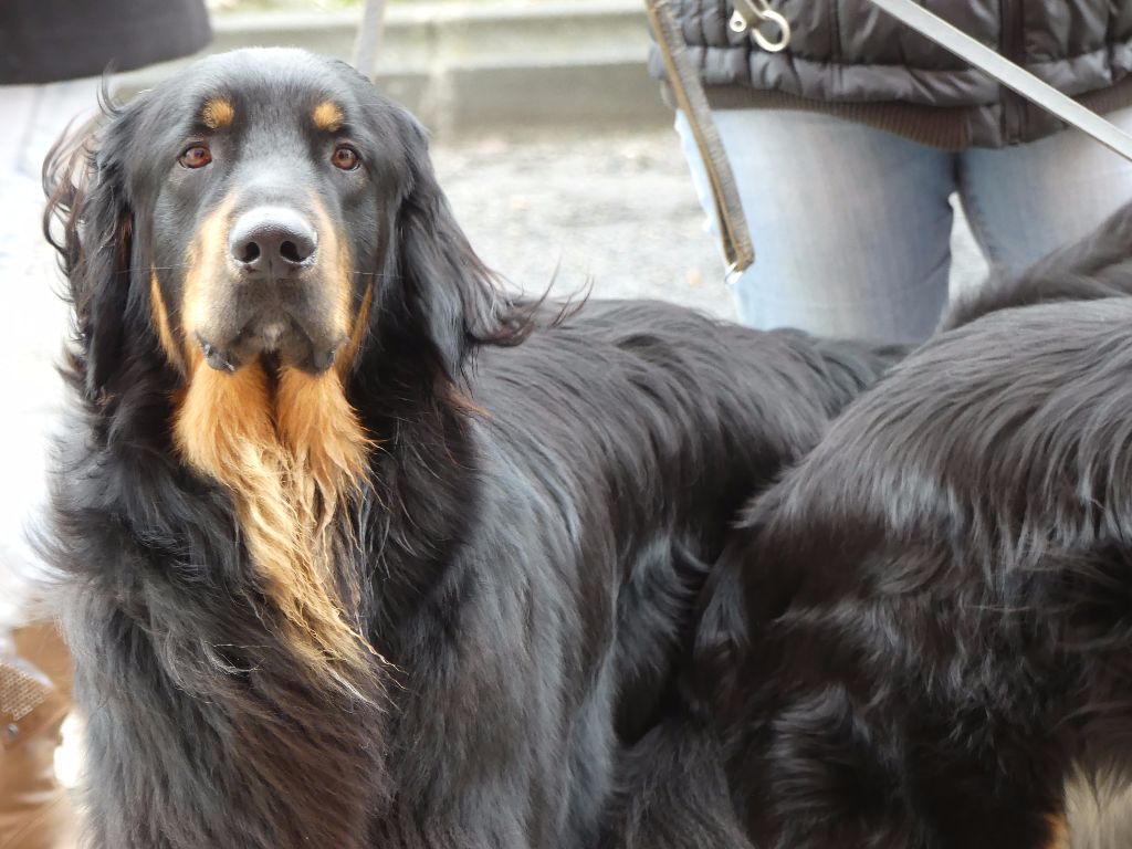 Du Clos De Goldi - LOKI COVA à Valence: RCACS!