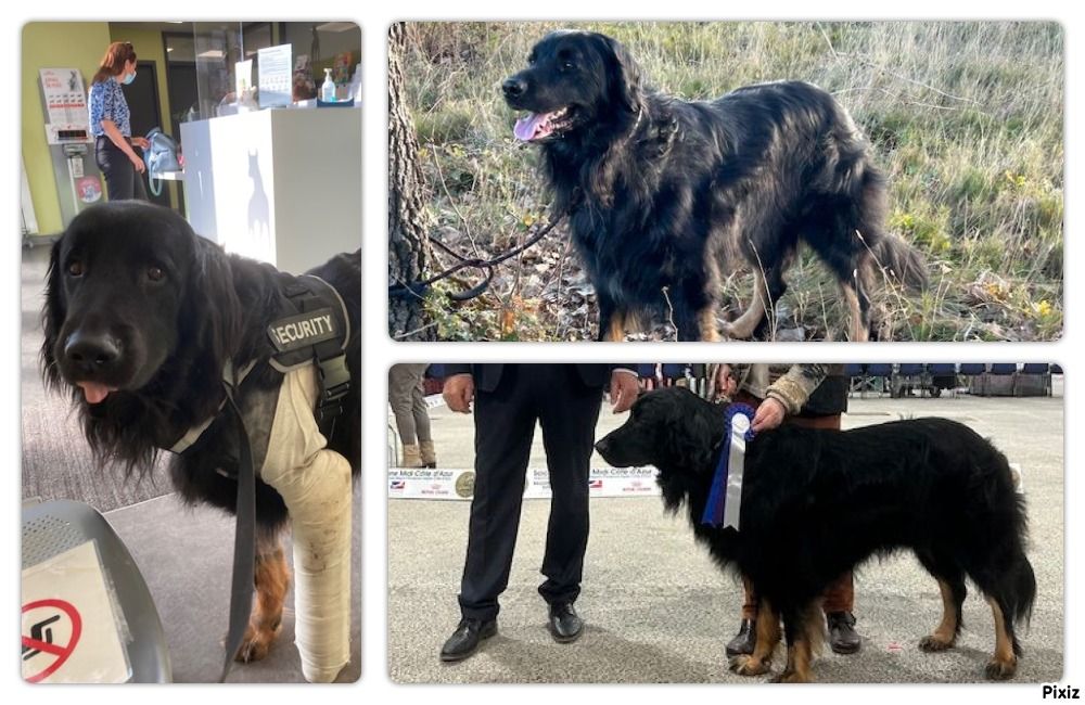 Du Clos De Goldi - Titre de Champion des Expositions Nationales-Vétéran pour Lucky!!!!