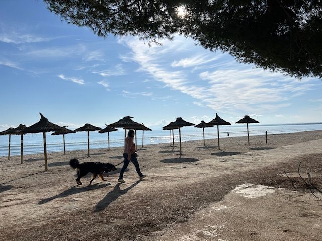 Du Clos De Goldi - Tsuki à Palma de Majorques:CAC, CACIB et BOB: elle valide le CIB!