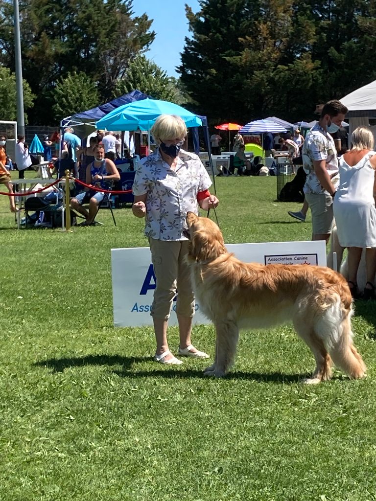 Du Clos De Goldi - CAC de Lunel: Hanna Exc1 et BOS