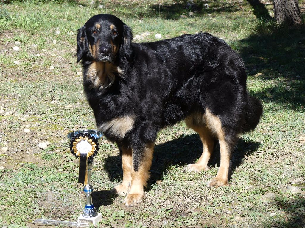 Du Clos De Goldi - GOLDI:Titre de Champion de France de Conformité Standard!